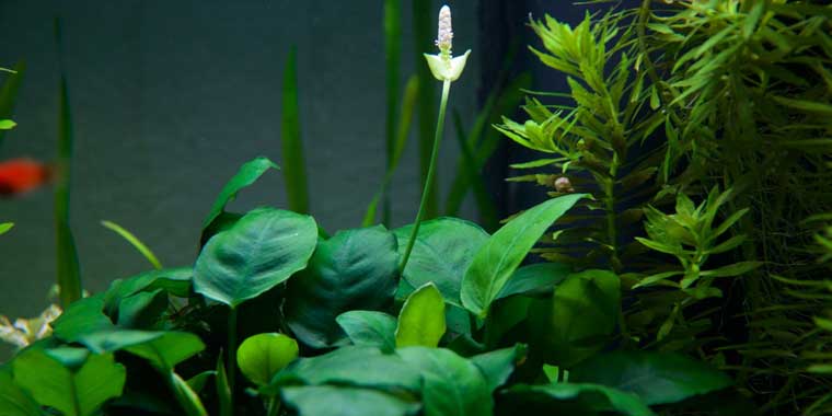 Anubias