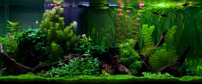 fablau full aquarium tank