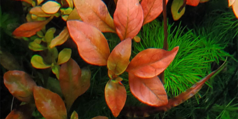 Ludwigia Repens