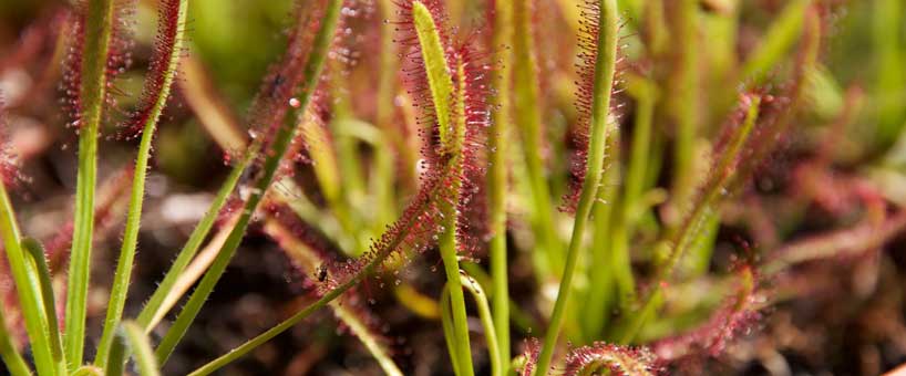 Drosera Capensis Sundew