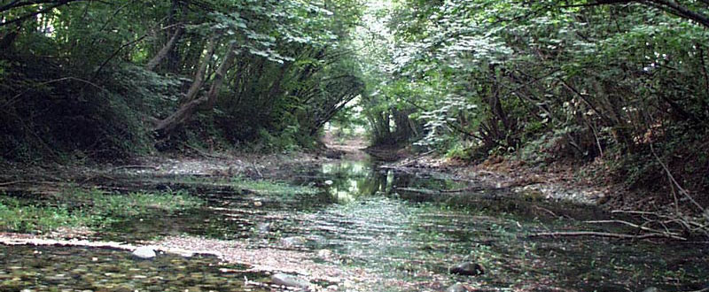 Natural Stream around Milan - Italy